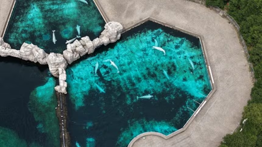 Beluga whales